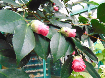 FOTKA - I tady jsme byli - Botanick� zahrada Liberec