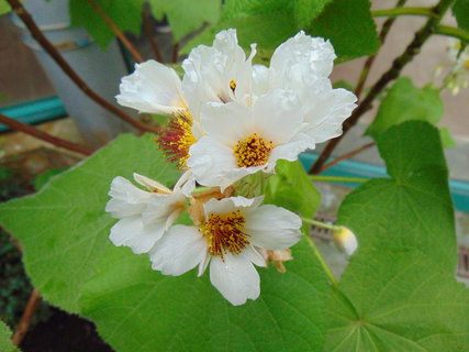 FOTKA - I tady jsme byli - Botanick� zahrada Liberec