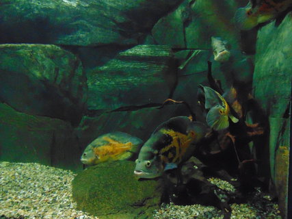 FOTKA - I tady jsme byli - Botanick� zahrada Liberec