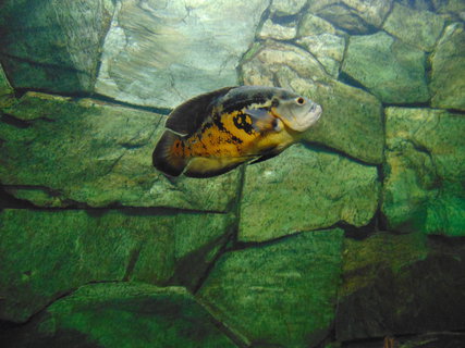 FOTKA - I tady jsme byli - Botanick� zahrada Liberec