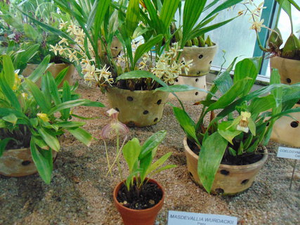 FOTKA - I tady jsme byli - Botanick� zahrada Liberec