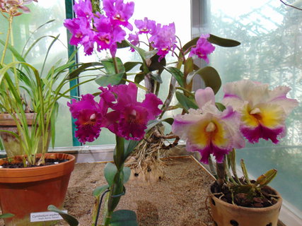 FOTKA - I tady jsme byli - Botanick� zahrada Liberec