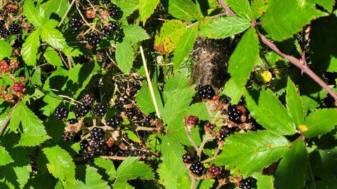 FOTKA - Svatojakubsk� v�chodo�esk� � v�let devaten�ct�