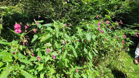 FOTKA - Svatojakubsk� v�chodo�esk� � v�let devaten�ct�