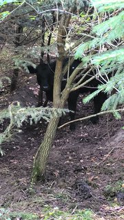 FOTKA - Svatojakubsk� v�chodo�esk� � v�let devaten�ct�