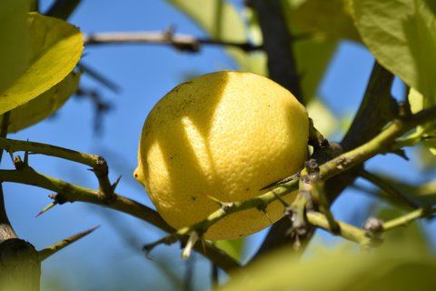 FOTKA - Putov�n� po ji�n� Morav� � Kv�tn� zahrada Krom���