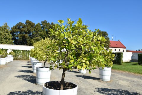 FOTKA - Putov�n� po ji�n� Morav� � Kv�tn� zahrada Krom���