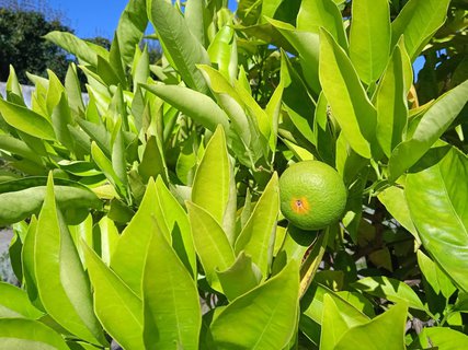 FOTKA - Putov�n� po ji�n� Morav� � Kv�tn� zahrada Krom���