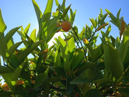 FOTKA - Putov�n� po ji�n� Morav� � Kv�tn� zahrada Krom���