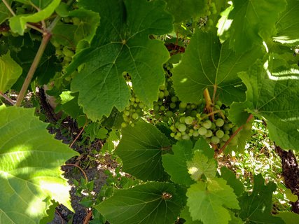 FOTKA - Putov�n� po ji�n� Morav� � Kv�tn� zahrada Krom���