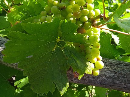 FOTKA - Putov�n� po ji�n� Morav� � Kv�tn� zahrada Krom���