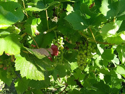 FOTKA - Putov�n� po ji�n� Morav� � Kv�tn� zahrada Krom���