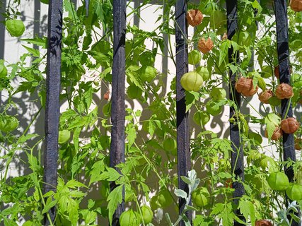 FOTKA - Putov�n� po ji�n� Morav� � Kv�tn� zahrada Krom���