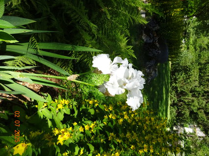 FOTKA - �pindler�v Ml�n - m�sto z�itk�