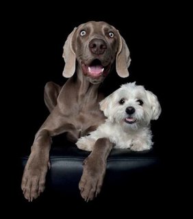 FOTKA - Co v�m rad� v� pes