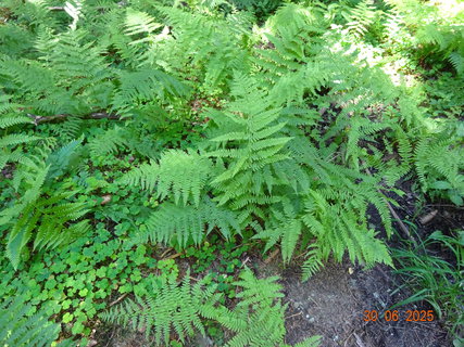 FOTKA - Proch�zka k Labsk� p�ehrad�