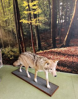 FOTKA - D�m p��rody �esk�ho r�je