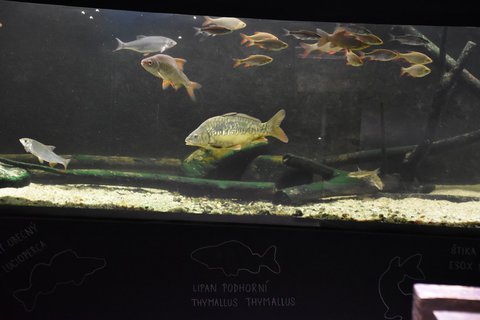 FOTKA - D�m p��rody �esk�ho r�je