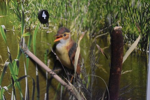 FOTKA - D�m p��rody �esk�ho r�je