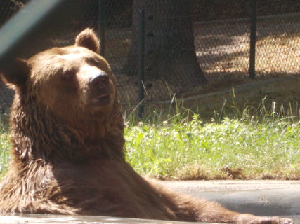 FOTKA - Beroun � m�sto medv�d� a rozhleden