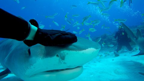 FOTKA - Na Prima Zoom se hled� �ralok