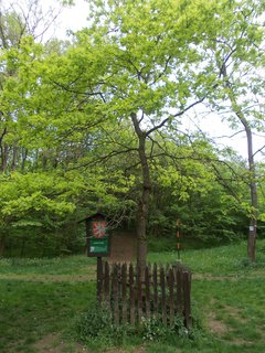 FOTKA - Okol�m Berouna