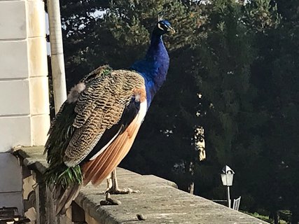 FOTKA - Z�mek Karlova Koruna