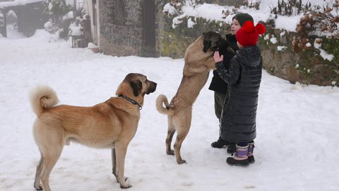 FOTKA - Co na�e babi�ky um�ly a na co my jsme zapomn�li - Pasteveck� pes