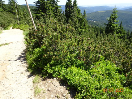 FOTKA - Od Labsk� boudy do �pindlerova Ml�na