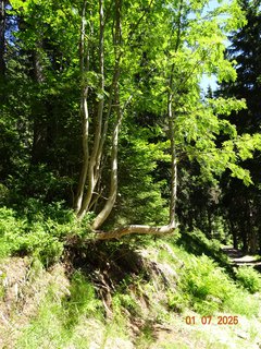 FOTKA - Od Labsk� boudy do �pindlerova Ml�na