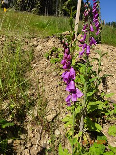 FOTKA - Od Labsk� boudy do �pindlerova Ml�na