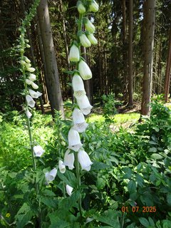 FOTKA - Od Labsk� boudy do �pindlerova Ml�na