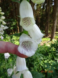 FOTKA - Od Labsk� boudy do �pindlerova Ml�na