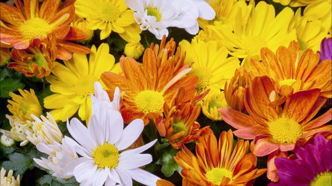 FOTKA - Unik�tn� dokumenty na Prima ZOOM pro 13. t�den