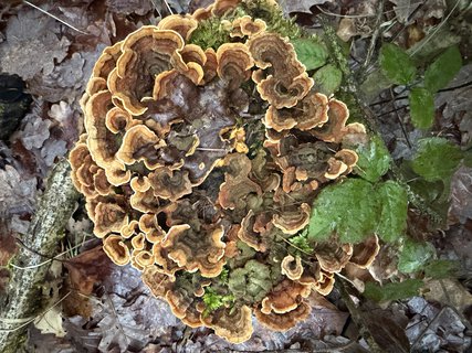 FOTKA - 30 kilogram� hub v zim�? Docent z �eska dok�zal, �e je to mo�n�.