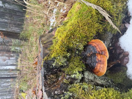 FOTKA - 30 kilogram� hub v zim�? Docent z �eska dok�zal, �e je to mo�n�.