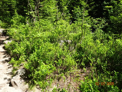 FOTKA - Od Boudy B�l� Labe do �pindlerova Ml�na