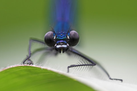 FOTKA - Unik�tn� dokumenty na Prima ZOOM pro 15. t�den