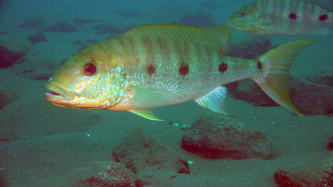 FOTKA - Unik�tn� dokumenty na Prima ZOOM pro 15. t�den