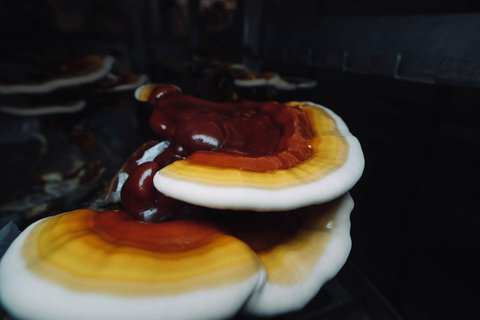 FOTKA - Houbov� Beta-Glukan. Imunita na maximu