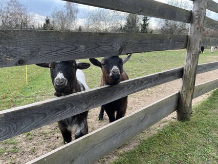 FOTKA - Ko�i�� hr�dek