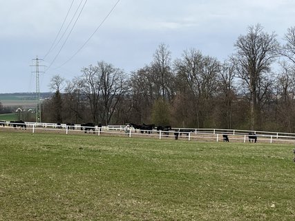 FOTKA - Ko�i�� hr�dek