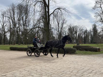 FOTKA - Ko�i�� hr�dek