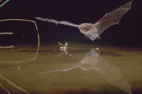 FOTKA - David Attenborough � neuv��iteln�ch 100 let