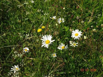 FOTKA - Kr�sa krkono�sk� p��rody