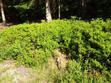 FOTKA - Kr�sa krkono�sk� p��rody