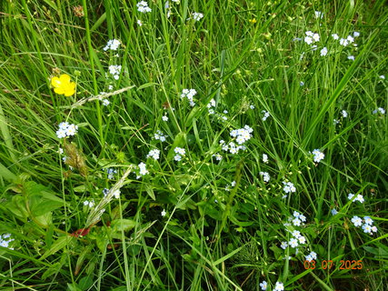 FOTKA - Kr�sa krkono�sk� p��rody