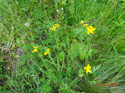 FOTKA - Kr�sa krkono�sk� p��rody