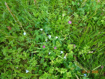 FOTKA - Kr�sa krkono�sk� p��rody