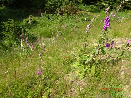 FOTKA - Kr�sa krkono�sk� p��rody